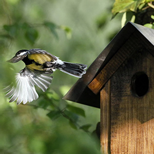 Mésange